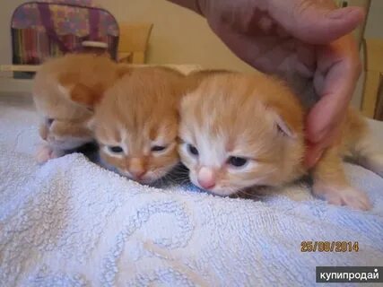 Какие котята родятся у рыжей кошки