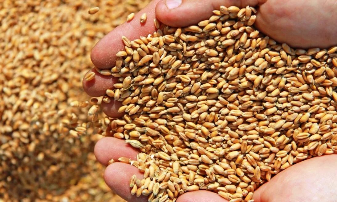 Ячмень Яровой зернофуражный. Пшеница зерно. Посев зерна. Зерновые культуры семена.