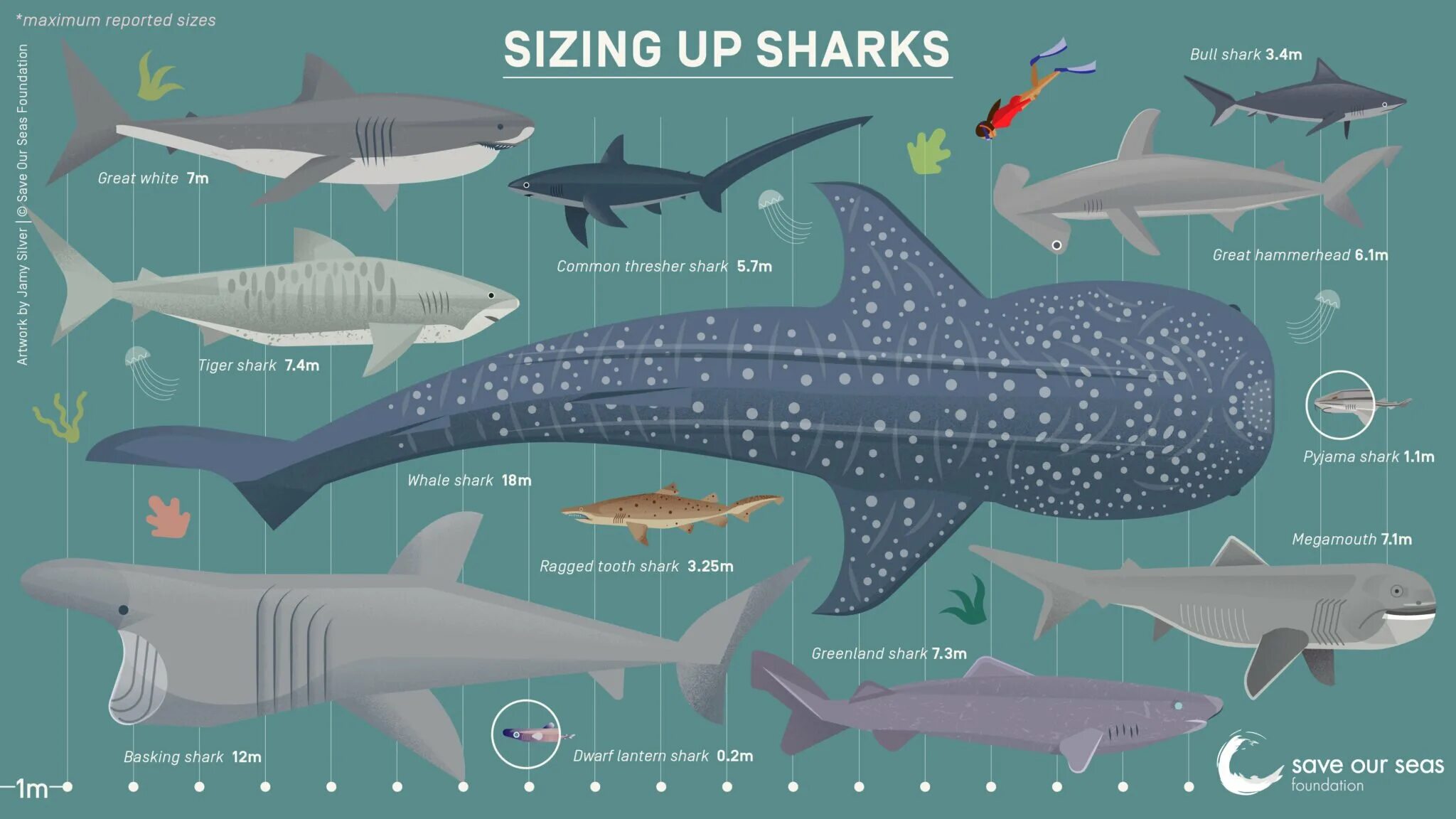 Какой длины акула. Тигровая акула Москвариум. Москвариум китовая акула. Тигровая акула и белая акула сравнение. Размер китовой акулы.