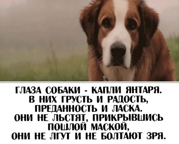 Рассказ глазами собаки. Стих про собачьи глаза. Глазами собаки на нас смотрит бог. Собака друг человека цитаты. Рассказ глазами собаки.