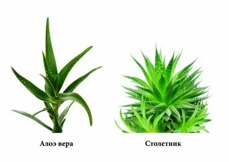 Чем отличается алоэ