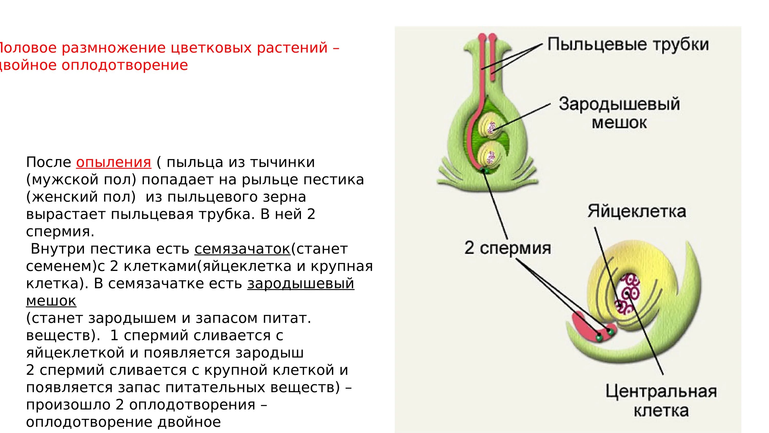 Семена покрытосеменных развиваются. Схема полового размножения покрытосеменных растений. Оплодотворение покрытосеменных растений схема. Биология 6 класс процесс оплодотворения у цветковых растений. Рис 89 оплодотворение у цветковых растений.