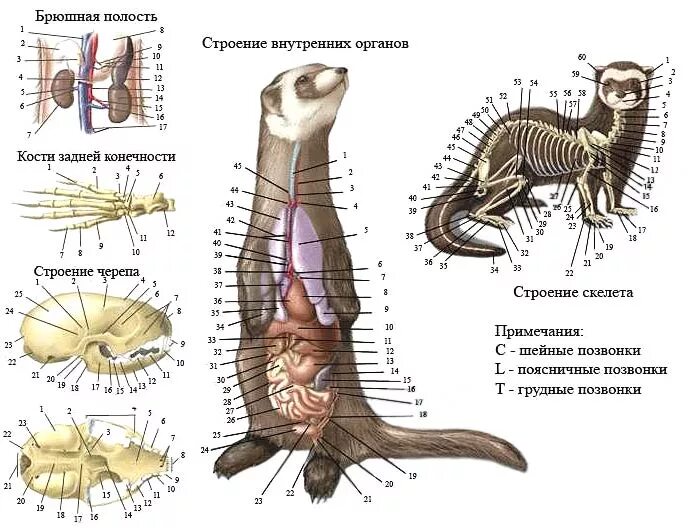 Строение скелета хорька. Строение хорька. Строение хорька анатомия.