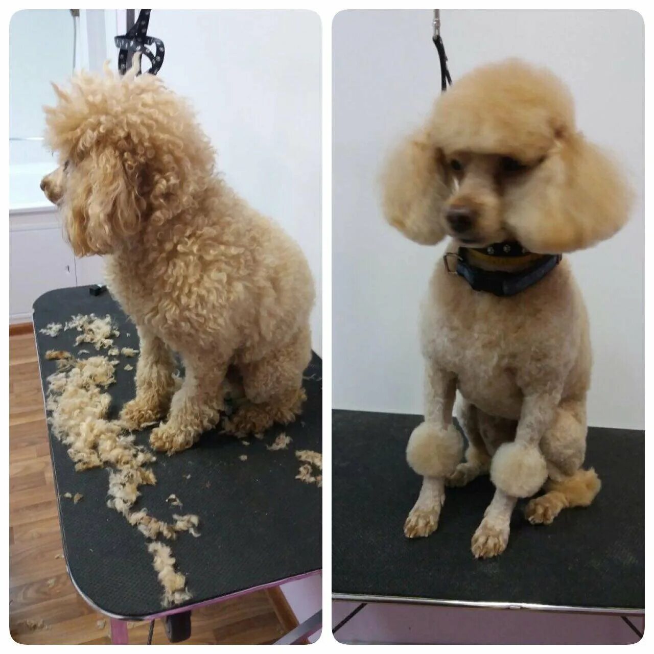 Как подстричь пуделя. Королевский пудель груминг. Подстриженный карликовый пудель. Карликовый пудель груминг. Стрижка пуделя кеннель.