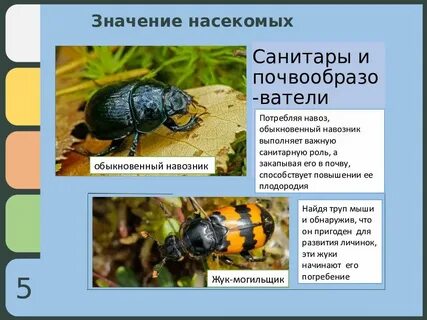 Выполняемая функция насекомых