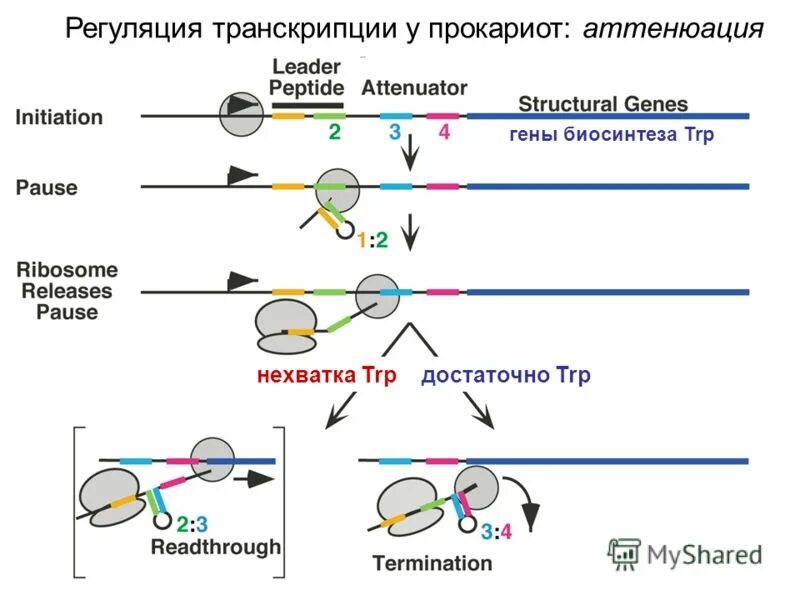 Биосинтез прокариот