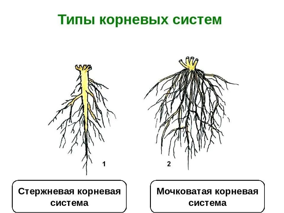 Стержневой корень и мочковатый корень. Типы корневых систем стержневая и мочковатая. Мочковатый Тип корневой системы. Стержневая и мочковатая корневая система.