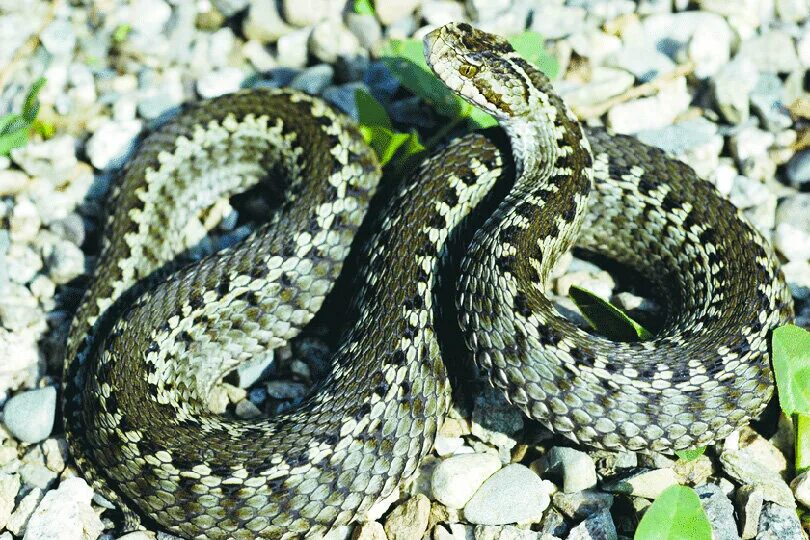 Тип гадюка. Гадюка лотиева (vipera lotievi). семейство гадюковые змеи. западная степная гадюка. гадюка россии степная.
