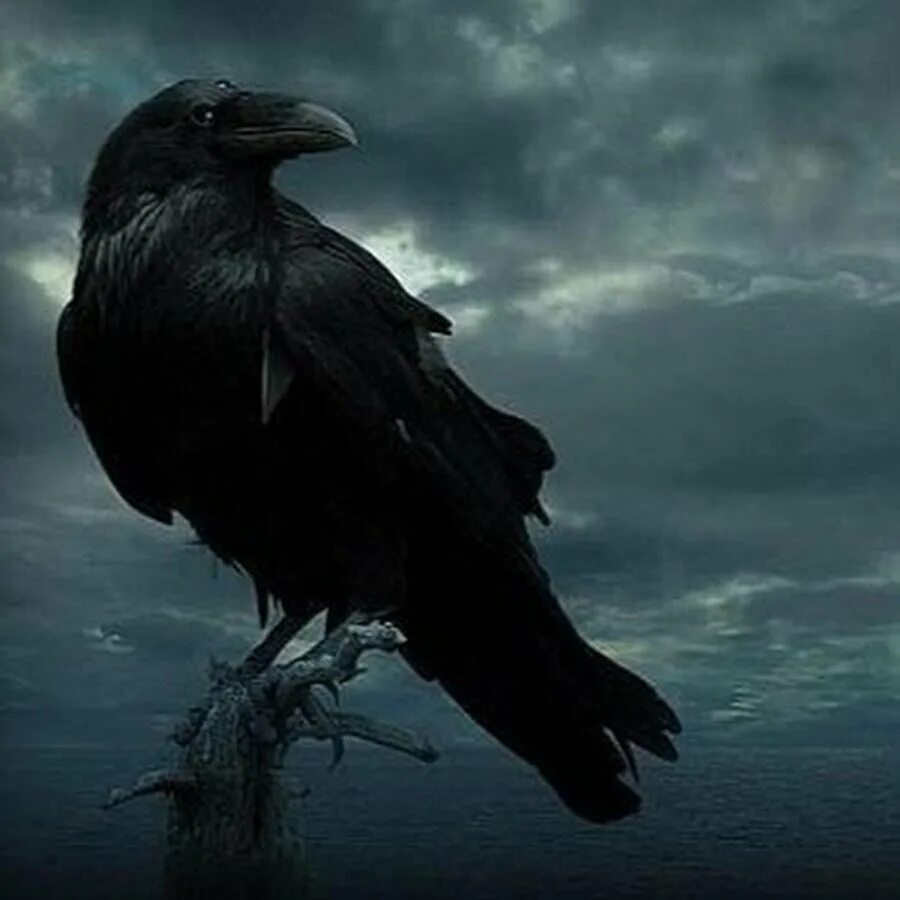Black crows navis. Ворон ворону глаз не выклюет. Чёрные вороны (2017). Старый ворон. Ворона на черном фоне.