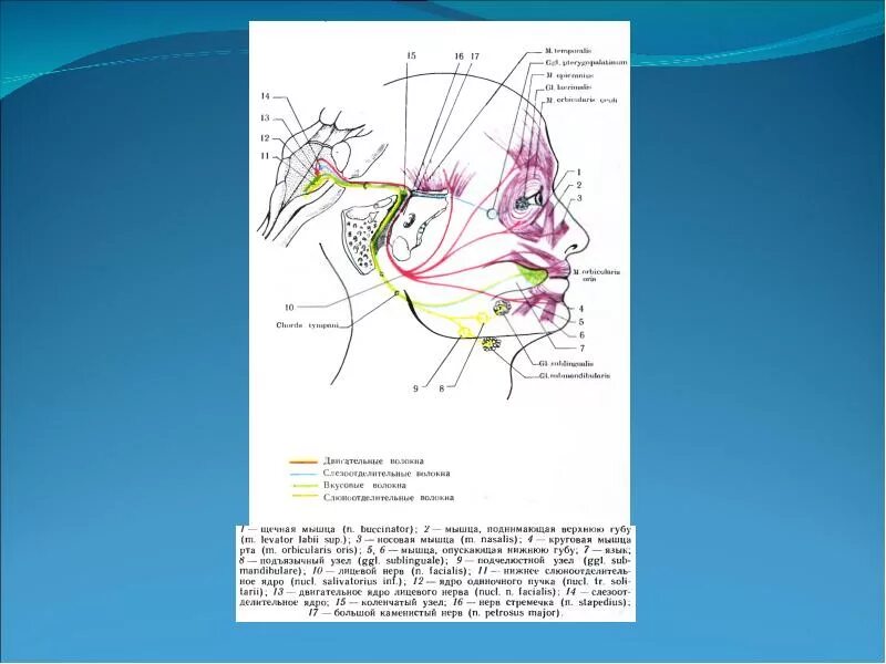 Волокна лицевого нерва. Ядро одиночного пути лицевого нерва. Лицевой нерв схема. Ход лицевого нерва неврология. 7 Пара лицевой нерв.