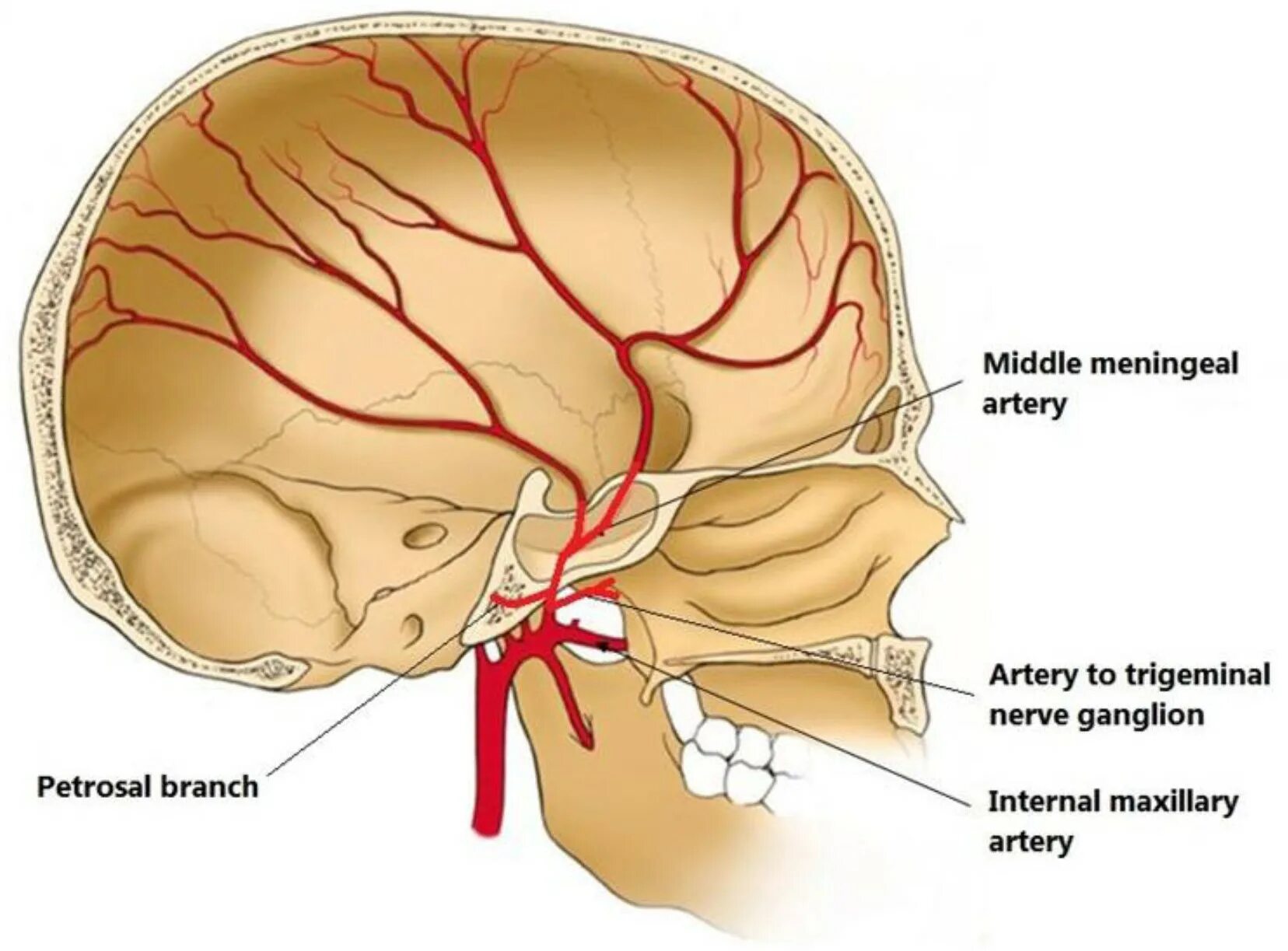 Средняя менингеальная артерия. Средняя оболочечная артерия. Срединная минингеальнач арт.
