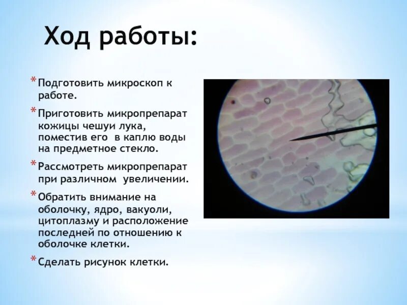 Наблюдение за плазмолизом в клетках. Микропрепараты плазмолиза. Микропрепарат на предметном стекле. Ход работы с микроскопом.