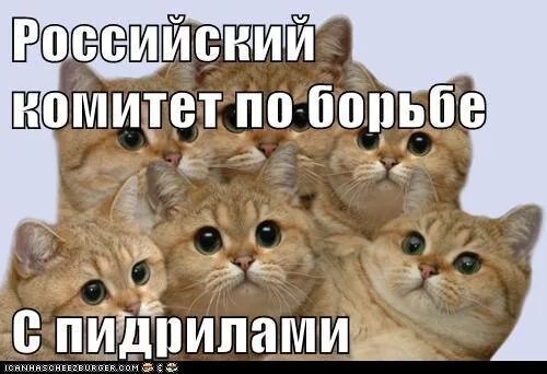 Британский кот оранжевый. Котик пидрила. Кот пидрила. Рыжий кот пидрила. Кот пидрила космонавт.