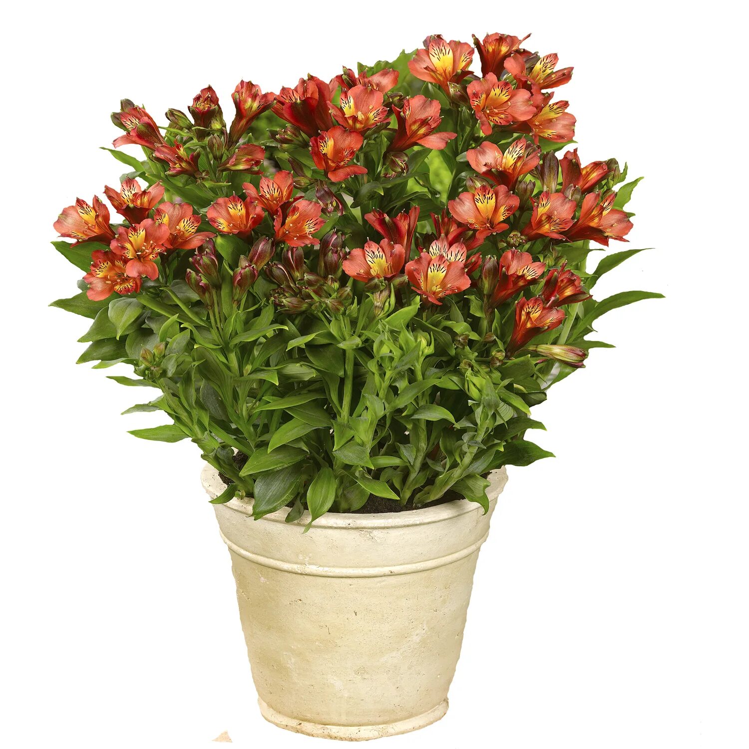 Альстромерия Каллисто Alstroemeria Callisto. Альстромерия золотистая Орандж Кинг. Альстромерия Уитни. Альстромерия Шармелия.