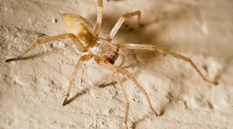 паук xysticus. бродячий паук в россии. ядовитый паук средней азии. южнорусский тарантул укус. ядовитый паук средней азии.