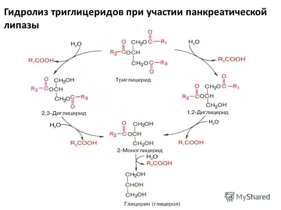 Что расщепляет липаза. Гидролиз триглицеридов при участии панкреатической липазы. Панкреатическая липаза биохимия. Регуляция активности панкреатической липазы. Гидролиз жира панкреатической липазы.