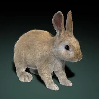 Bunny 3