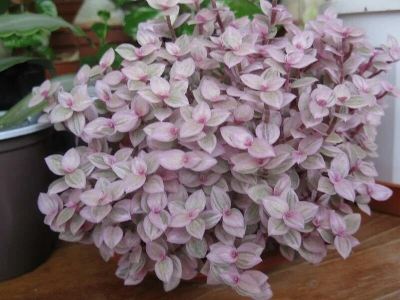 Каллизия розовая пантера. Каллизия pink lady. Каллизия репенс пинк. Цветок каллизия pink panther. Каллизия розовая пантера в кашпо лицо.