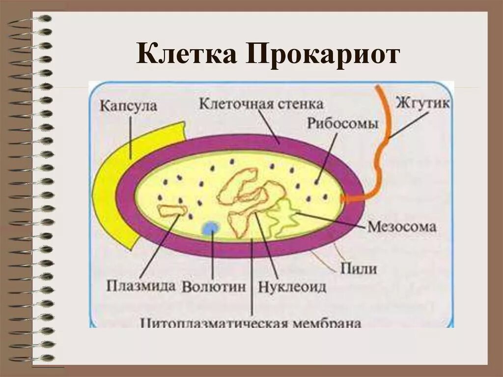 Структура клетки прокариот