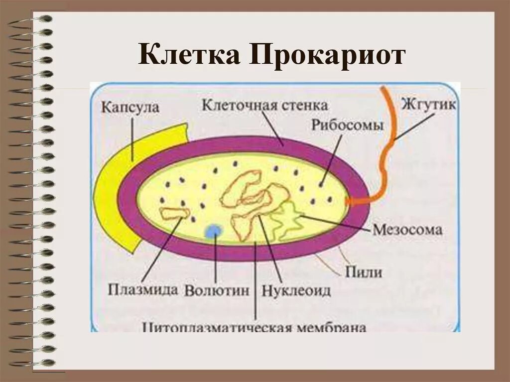 Структура клеток прокариот