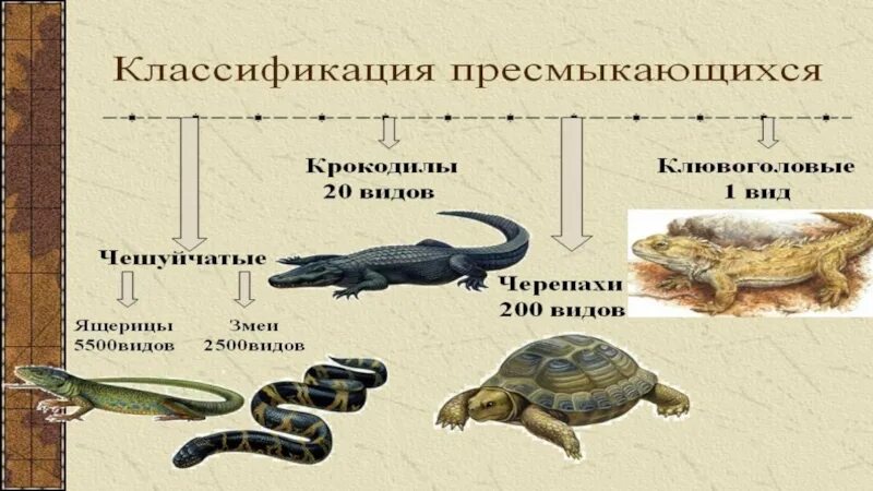 Эволюция древних пресмыкающихся. Происхождение пресмыкающихся. Происхождение рептилий. Класс пресмыкающиеся. Для пресмыкающихся характерны размножение на суше