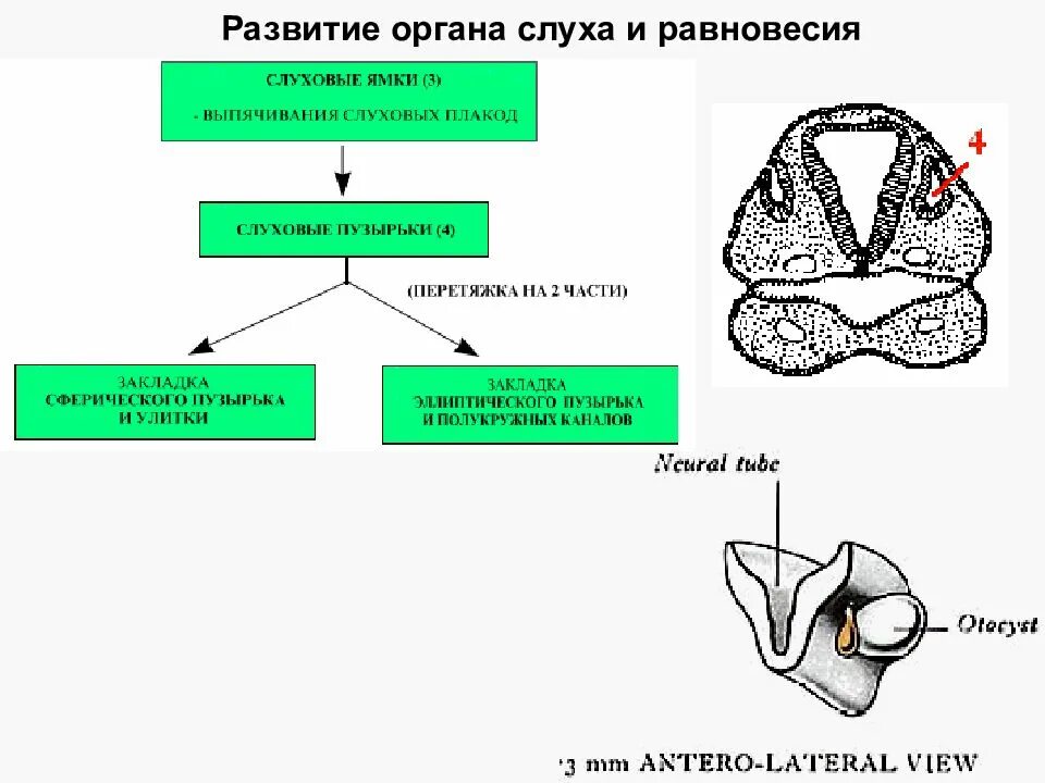 Формирование органов человека. Схема развития органа слуха. Источники развития структур органа слуха и равновесия. Эмбриональное развитие органа слуха гистология. Источник развития органа слуха.