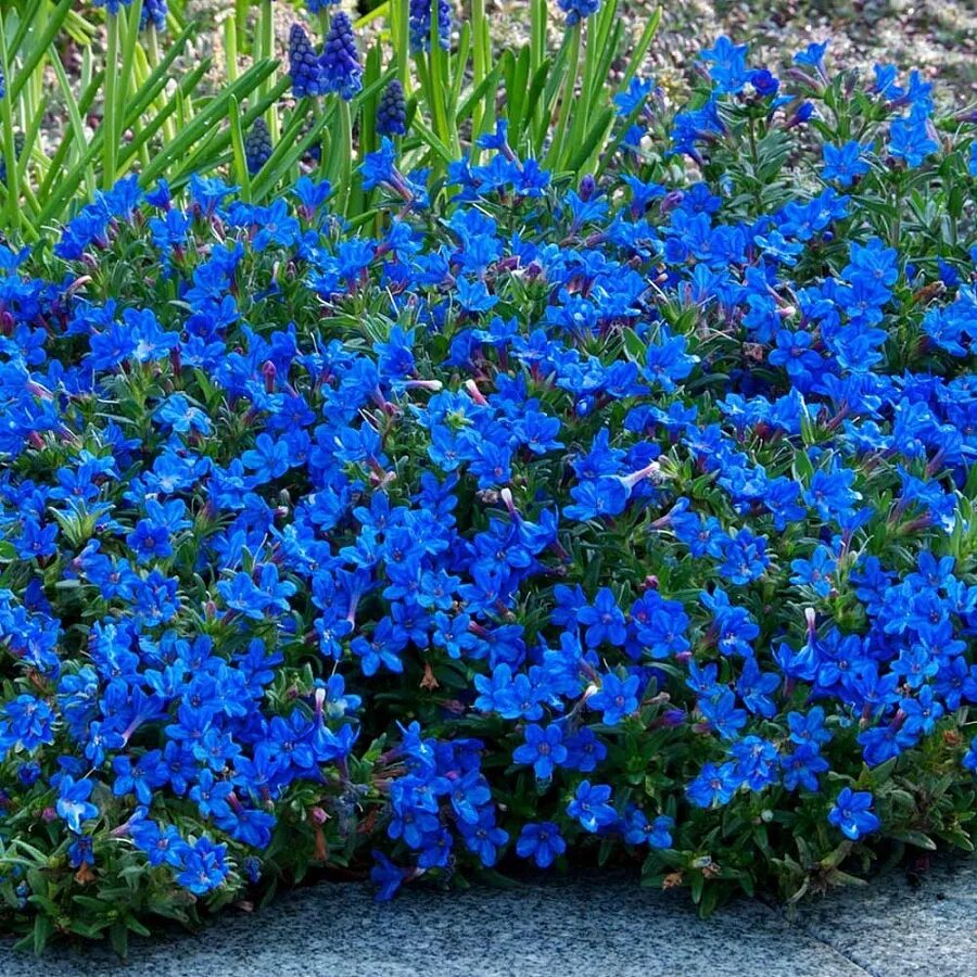 Цветы уличные мелкий. Литодора раскидистая Грейс Вард. Литодора Heavenly Blue. Обриета Лазурный берег. Литоспермум Heavenly Blue.