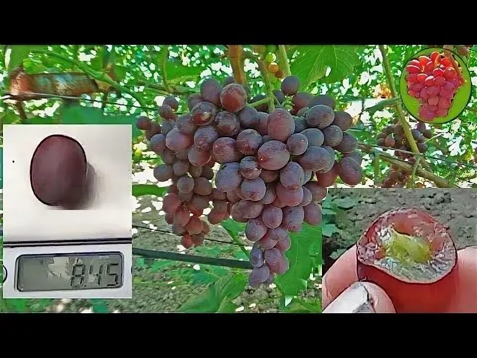 Виноград клубничный фото Клубничный неукрывной виноград с карамельным вкусом на 19.08.22. Теплова Татьяна