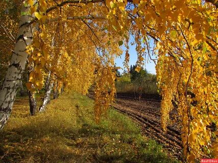 Золотая наступает осень в березе