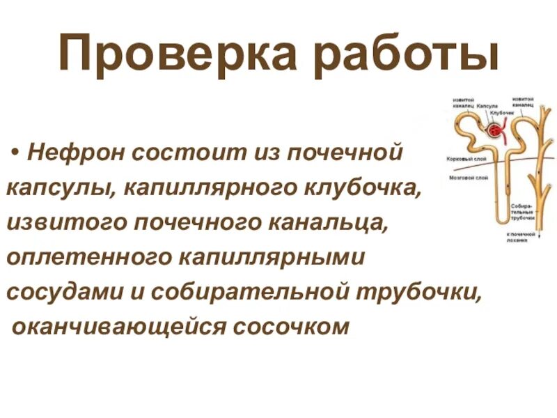 Нефрон состоит из капиллярного клубочка. Строение капиллярного клубочка нефрона. Нефрон состоит из капиллярного клубочка и артерии. Строение нефрона 8 класс биология. Капсулы нефронов находятся в мозговом