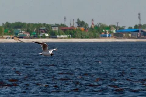 Река обь каргасок
