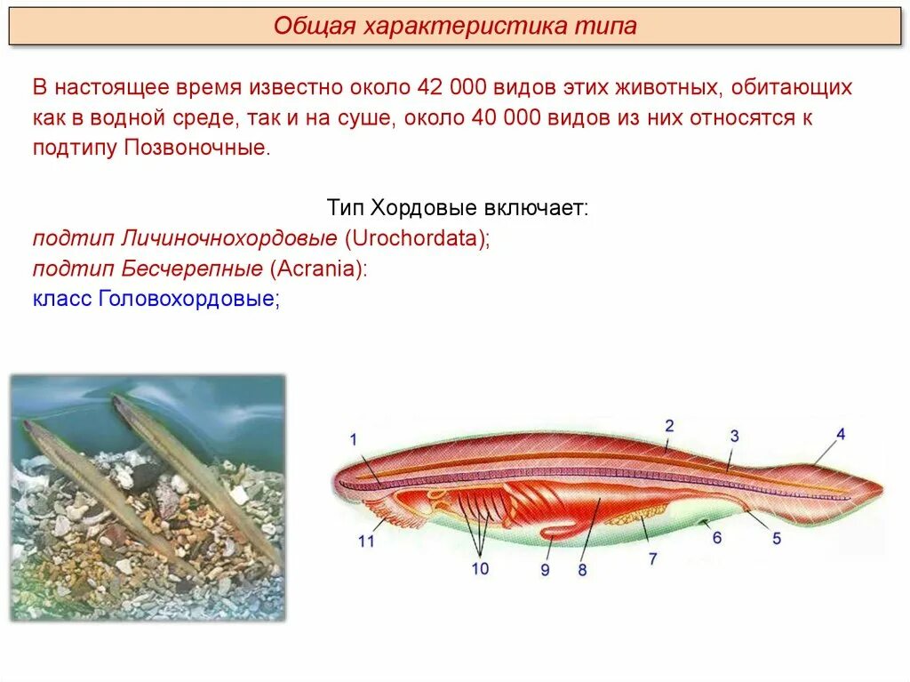 К бесчерепным животным относится