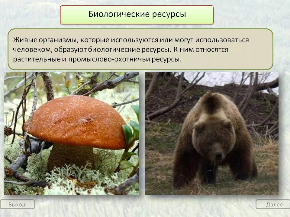 Хозяйственное использование биологических ресурсов. Хозяйственное использование биологических ресурсов