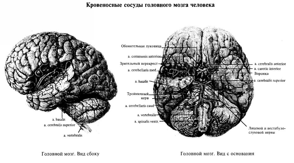 Лобные доли и регуляция психической деятельности человека.. Головной мозг вид сбоку. Схема головного мозга. Мозг человека схема. Ковид мозговой туман