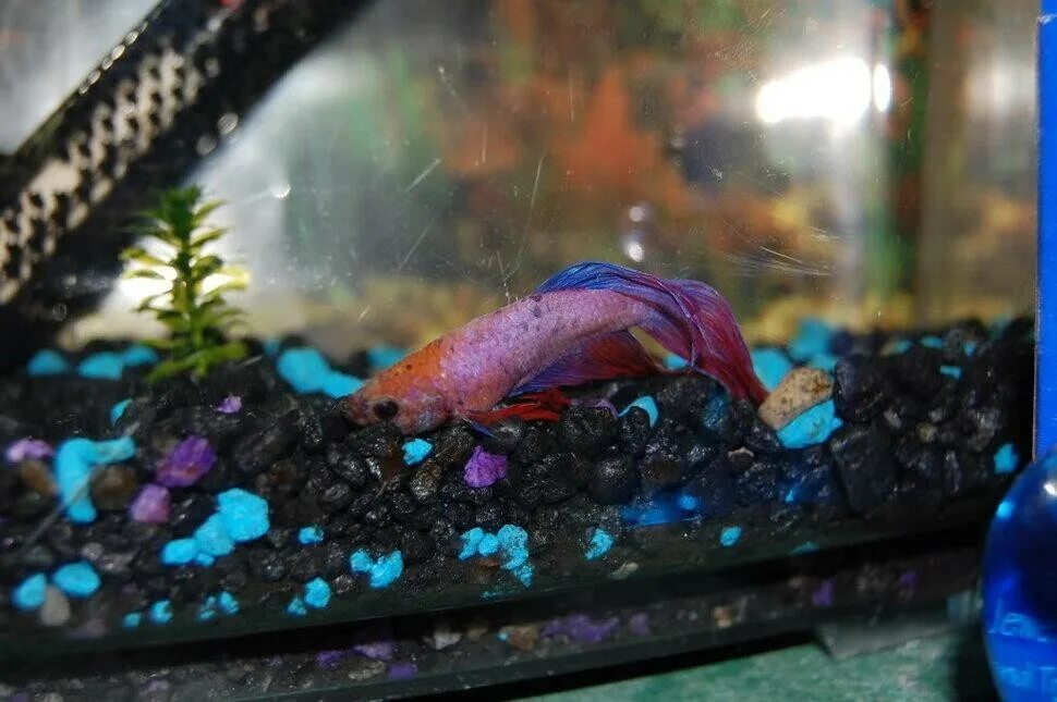 Золотая рыбка. Мертвые мальки гуппи. Смерть рыбы в аквариуме. Золотая рыбка аквариумная. Почему в аквариуме дохнут.