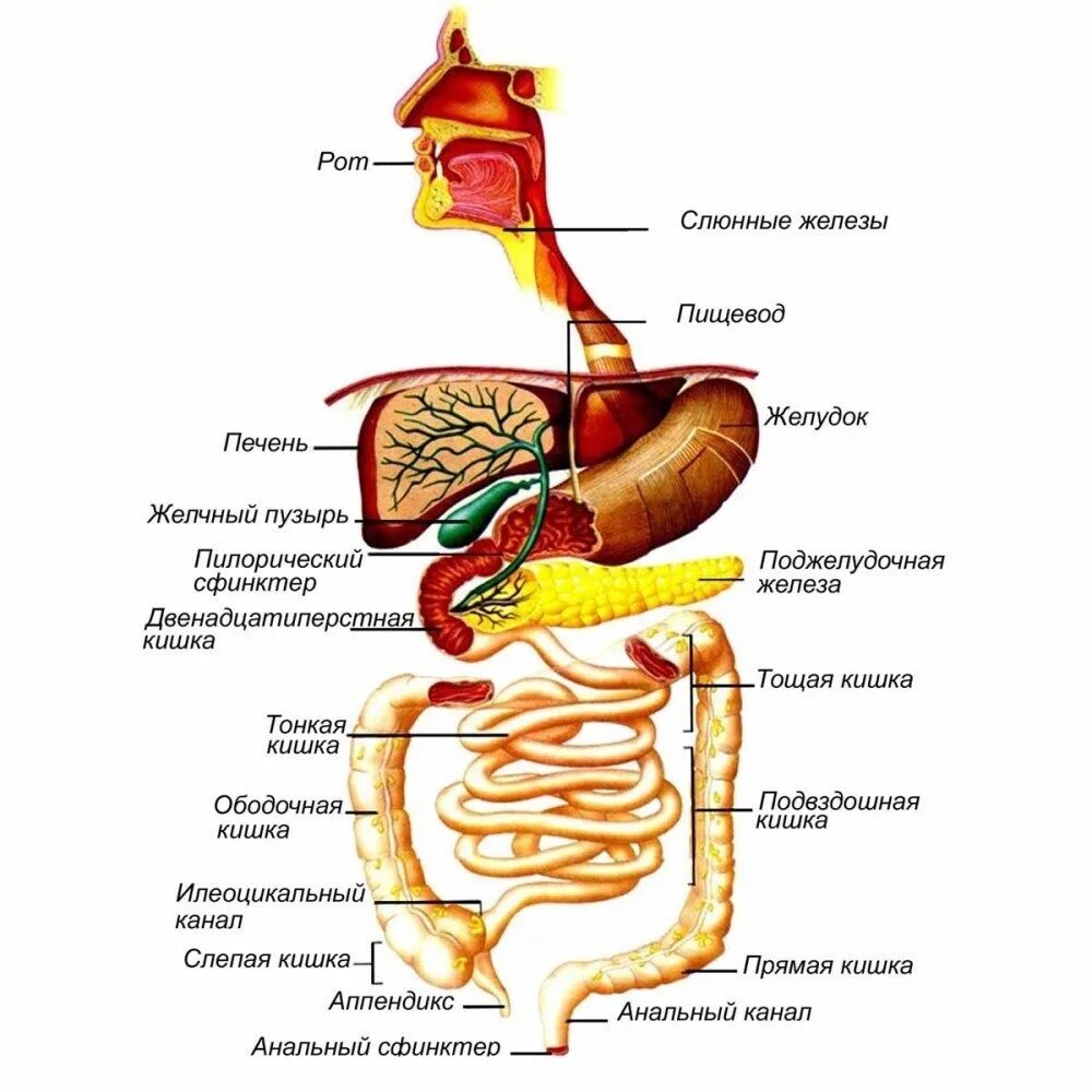 Пищевод пища время. Строение желудочно-кишечного тракта. Схема желудочно-кишечного тракта. Анатомия пищеварительного тракта человека. Строение отделов желудочно-кишечного тракта.