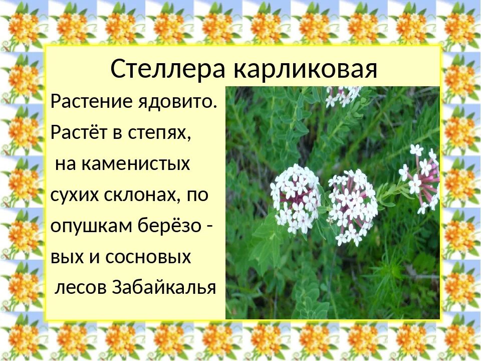 Ядовитые растения Забайкалья. Растения Забайкальского края. Лекарственные и ядовитые растения. Красная книга Забайкальского края растения. Красная книга ядовитое