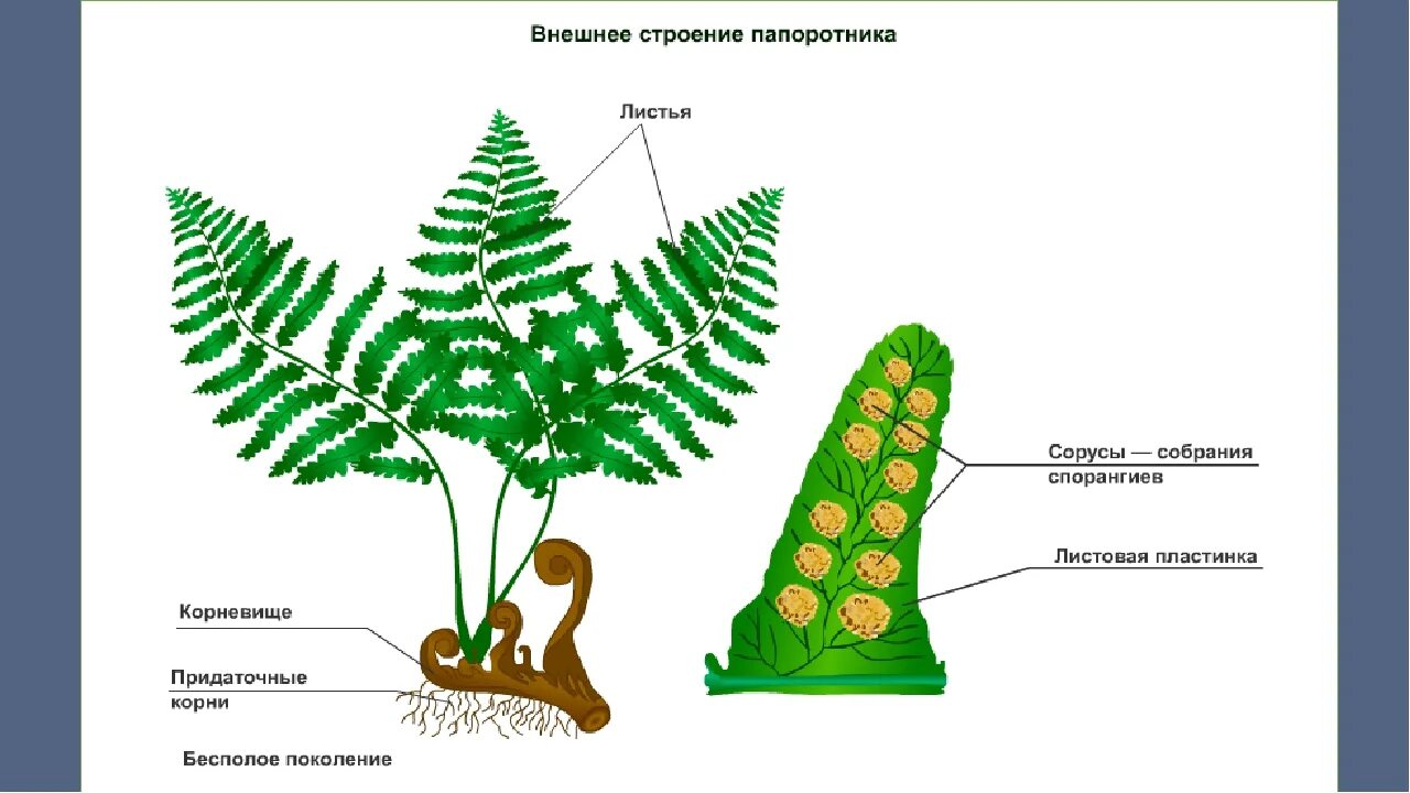 Папоротник Щитовник мужской строение. Строение листа папоротника щитовника. Папоротник Щитовник строение. Строение вайи папоротника.