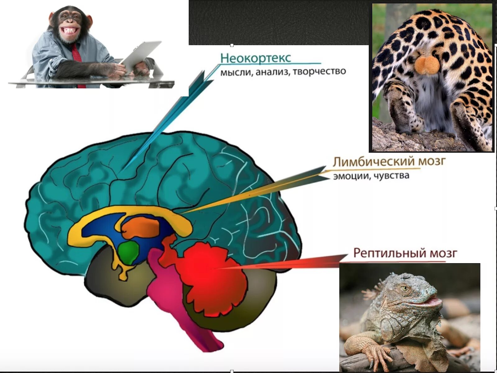 Триединый мозг пол Маклин. Мозг неокортекс. Эмоциональный мозг и неокортекс. Рептильный мозг. Рептильный мозг неокортекс