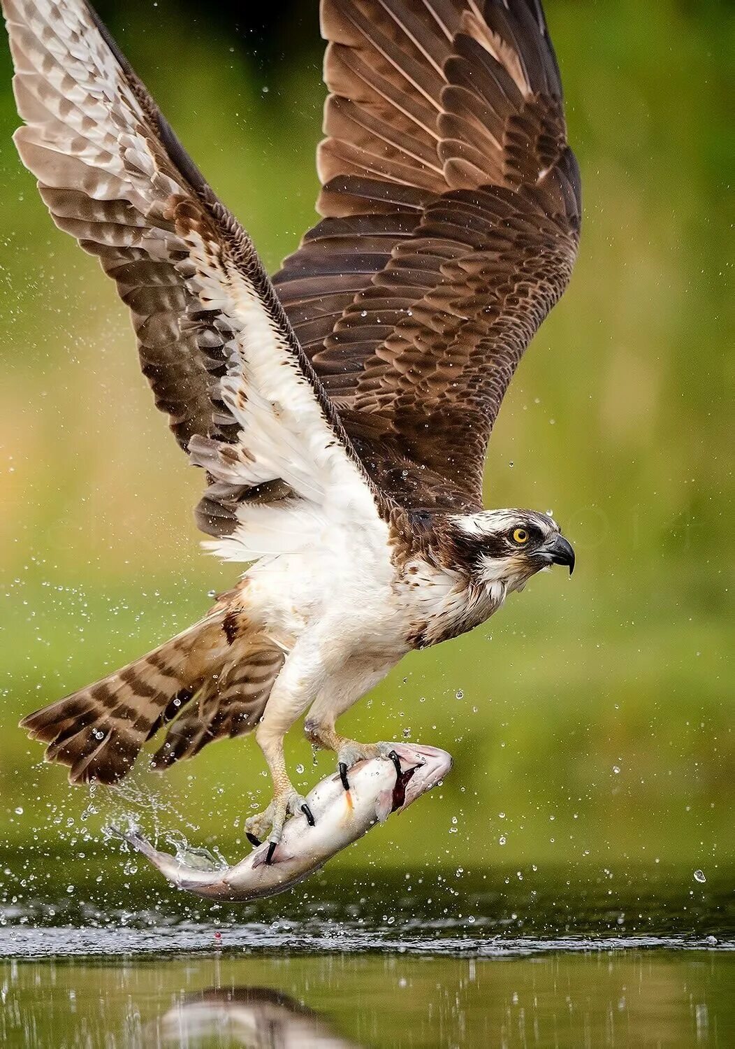 Крик птицы ястреба. Скопа птица. Скопа (Pandion haliaetus). Лочин куш. Кречет Скопа.