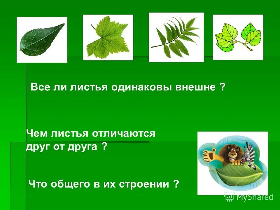 осенняя листва под ногами. опавшие листья. любят ли листья. прелая листва. любят ли листья.