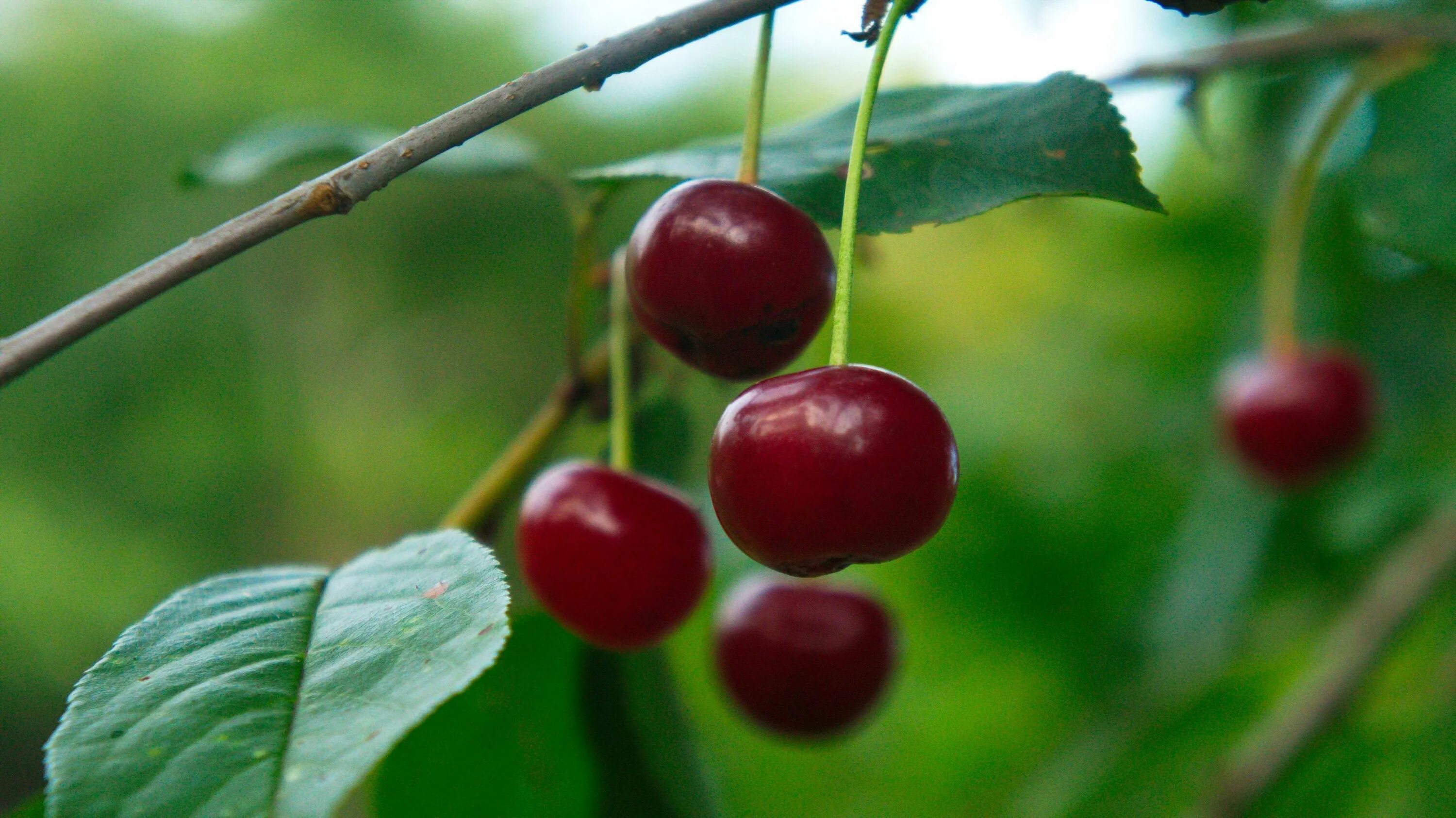cherries - Free image on Roven Images