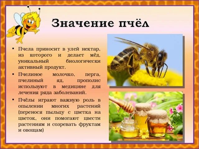 Какую пользу приносят пчелы. Какую пользу приносят пчелы