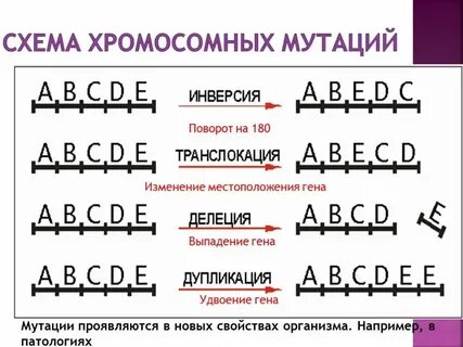 Потеря участка 4 хромосомы