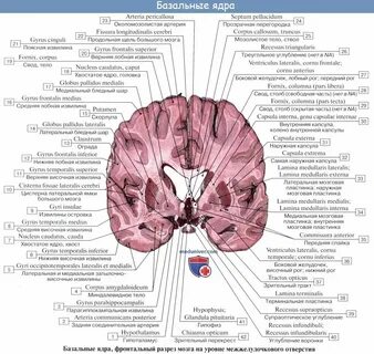 Скопления серого вещества полушарий