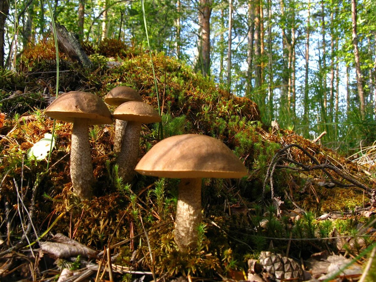 Грибная поляна фото. Поляна грибов. Полянка с грибами. Грибная Поляна в лесу. Лесная Поляна с грибами.