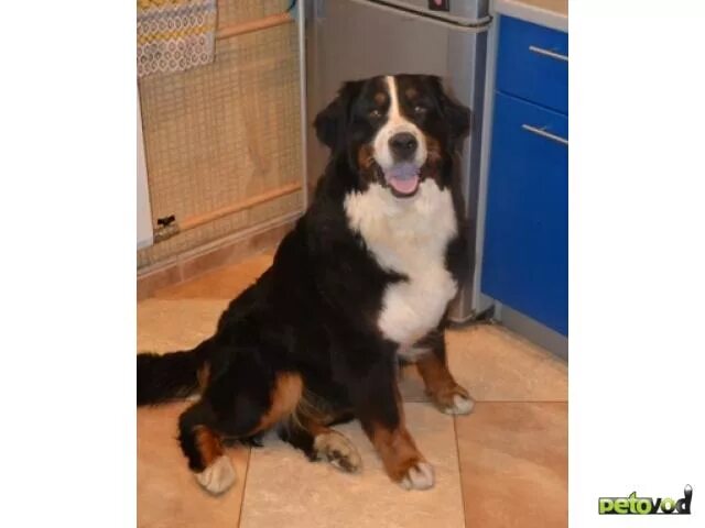 Зенненхунд купить или в добрые руки. Бернский зенненхунд пятнистый. Купить зенненхунда в уфе. Зенненхунд в добрые руки. Бернский зенненхунд щенок.