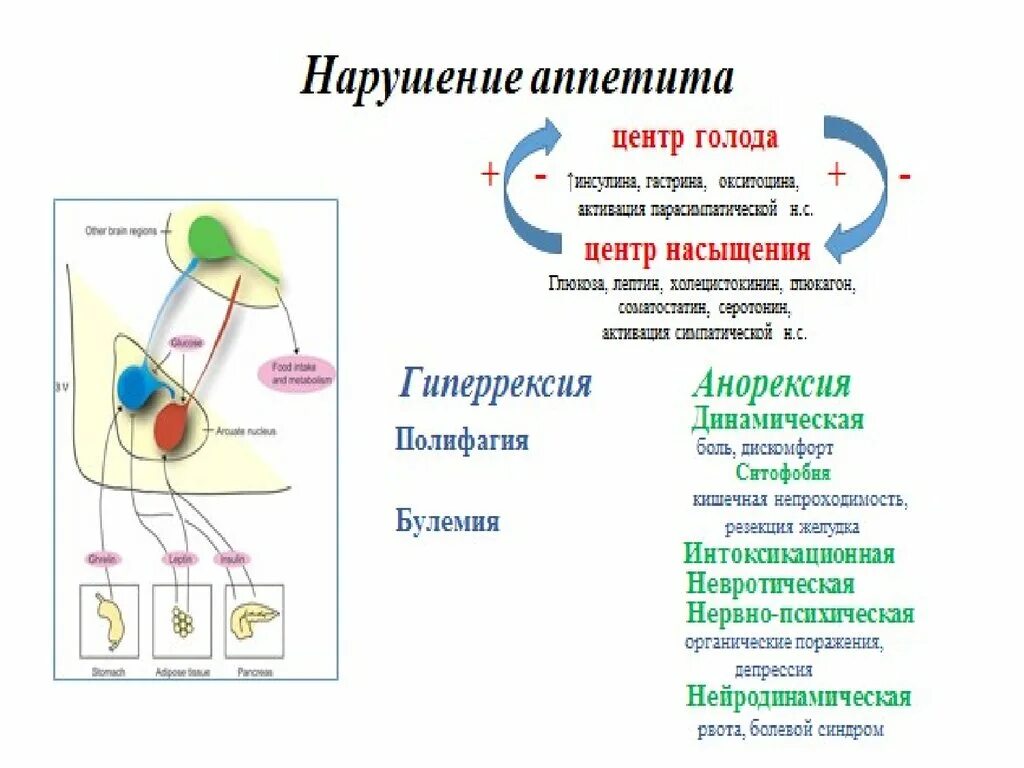 Нет аппетита причины у мужчин. Нарушение аппетита патофизиология. Расстройства аппетита патофизиология. Механизмы нарушения аппетита. Этиология нарушений аппетита.