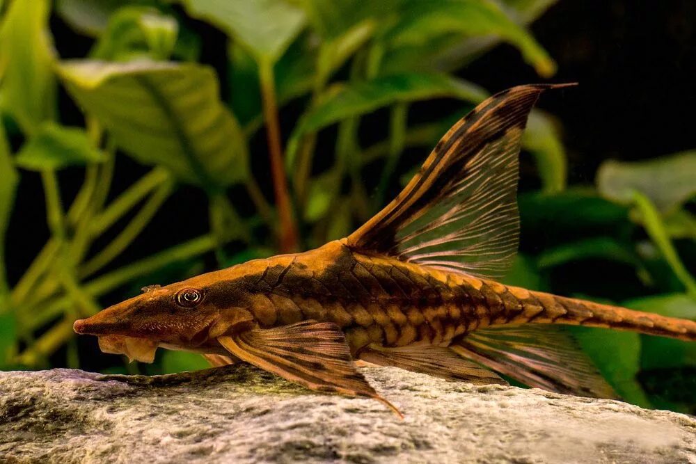 стурисома панамская. стурисома панамская. стурисома аквариумная рыбка. рыба панамская стурисома. сомик стурисома панамская.