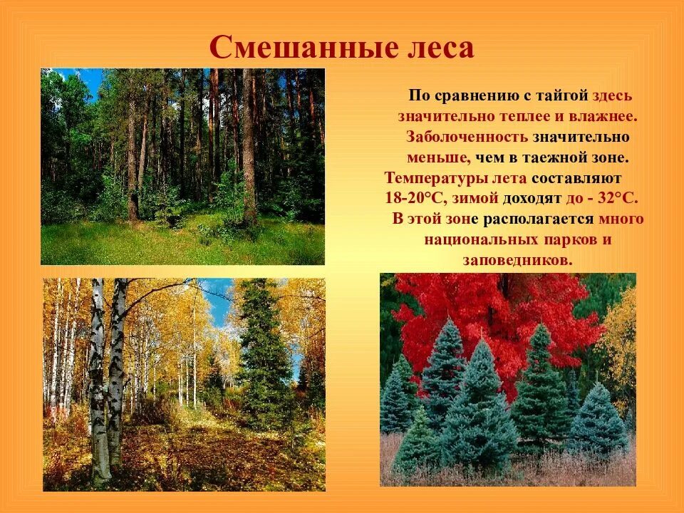 Природная зона тайги и смешанных лесов. Смешанный лес описание. Характеристика смешанных лесов. Смешанные леса слайд. Описание смешанного леса.